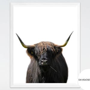 Highland Cow Print, Highland Bull Print, Living Room Decor, Nursery Wall Art, Cattle Photography, Digital Download, Highland Cow Printable