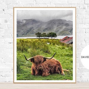 Highland Cow Print, Highland Bull Print, Printable Decor, Farm Wall Art, Cattle Photography, Digital Download, Highland Cow Printable image 2