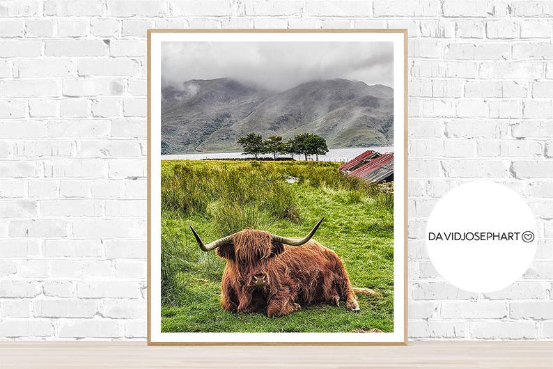Highland Cow Print, Highland Bull Print, Printable Decor, Farm Wall Art, Cattle Photography, Digital Download, Highland Cow Printable image 2