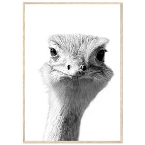 Ostrich FRAMED Poster, Ostrich Wall Art, Ostrich Poster, Ostrich Photography, Animal Print, Animal Photography, Ostrich Decor