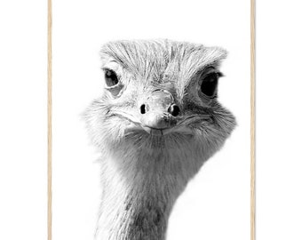 Ostrich FRAMED Poster, Ostrich Wall Art, Ostrich Poster, Ostrich Photography, Animal Print, Animal Photography, Ostrich Decor