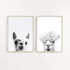 Set of 2, Alpaca Print, Alpaca Photo, Llama Print, Animal Photo, Woodlands Nursery, Digital Download, Black and White, Alpaca Poster