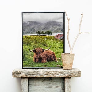 Highland Cow Print, Highland Bull Print, Printable Decor, Farm Wall Art, Cattle Photography, Digital Download, Highland Cow Printable