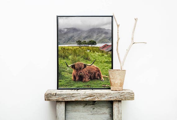 Highland Cow Print, Highland Bull Print, Printable Decor, Farm Wall Art, Cattle Photography, Digital Download, Highland Cow Printable