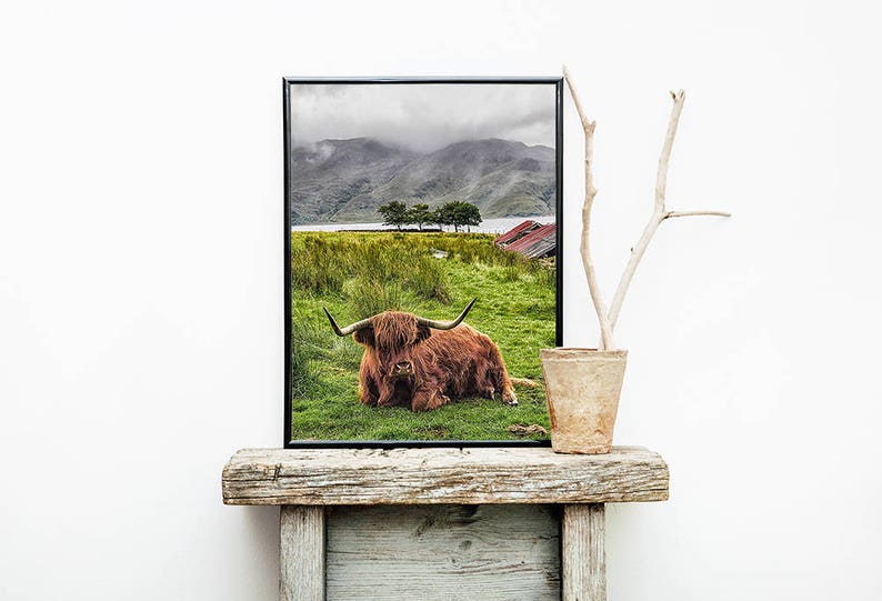 Highland Cow Print, Highland Bull Print, Printable Decor, Farm Wall Art, Cattle Photography, Digital Download, Highland Cow Printable image 1