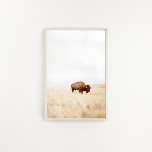 May include: A brown bison grazing in a field of tall, dry grass under a cloudy sky.