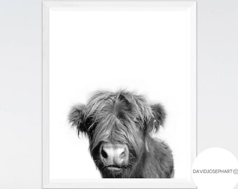 Highland Cow Print, Highland Calf Poster, Scottish Cow Decor, Animal Photography, Baby Animal, Modern Minimalist, Digital Download, Nursery