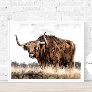 Highland Cow Print, Farm Animal Wall Art, Nursery Decor, Cattle Photography, Animal Photography, Digital Download, Scottish Cow Print