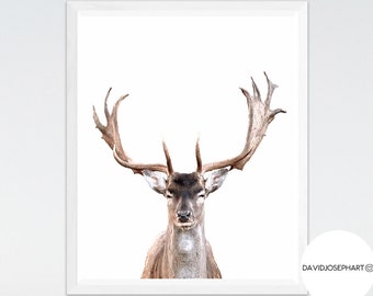 Deer Print, Deer Wall Art, Deer Poster, Animal Photography, Deer Photo, Digital Download, Minimalist Print, Deer Decor, Woodlands Nursery