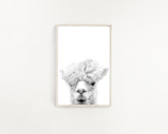 May include: Black and white photograph of a fluffy white llama looking directly at the camera.