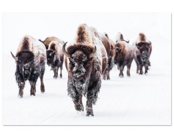 Bison UNFRAMED Print Buffalo Poster Bison Wall Art Buffalo Decor Snow Animal Poster Yellowstone Print Buffalo Wall Art Nature Photo