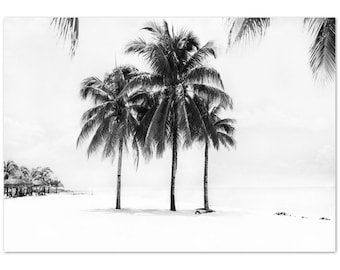 Palm Tree Poster, Black and White, Fan Palm, Palm Tree Art, Tropical Print, Top Selling, Palm Poster, Palm Tree Photo, Black And White Palm