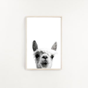 Stampa alpaca, foto alpaca, stampa animale, stampa vivaio, vivaio woodlands, download digitale, stampa lama, arte murale alpaca, decorazione alpaca