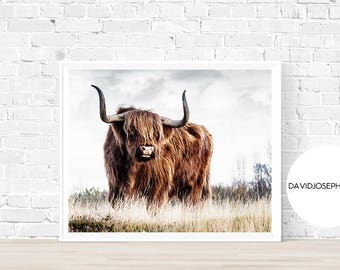 Highland Cow Print, Farm Animal Wall Art, Scottish Cow Print, Animal Print, Cow Photography, Cattle Print, Digital Download, Cow Decor