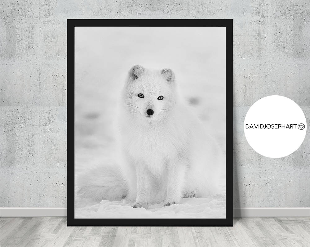 Arctic Fox Print Fox Print Arctic Fox Poster Snow Print - Etsy