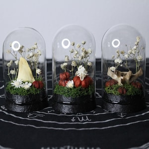 May include: Three glass domes with black bases, each containing green moss, small white dried flowers, and red accents. The first dome holds a pale triangular bone, the second a small white skeletal piece, and the third a curved bone fragment.