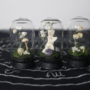 May include: Three glass domes with black bases, each containing green moss, small white dried flowers, and natural elements. The left dome holds a small mushroom, the center holds a white bone fragment and purple stones, and the right holds crystals.