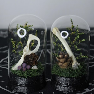 May include: Two glass cloches with black bases, each containing a bone, a pine cone, and greenery. One cloche has a bone with a large opening, the other has a long bone. The bases are filled with green moss and small purple flowers.