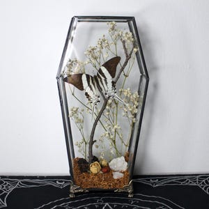 May include: A coffin-shaped glass display case with a dark metal frame containing a preserved butterfly with brown and white striped wings, dried white baby's breath flowers, a small wooden branch, and white crystal stones at the base.