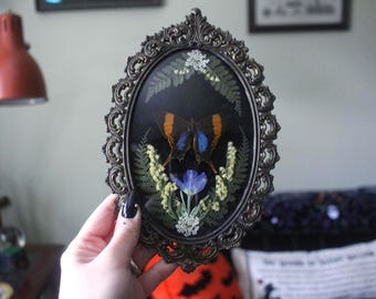 Corinna Daggerwing Butterfly in a Vintage Bubble Frame // Oddities