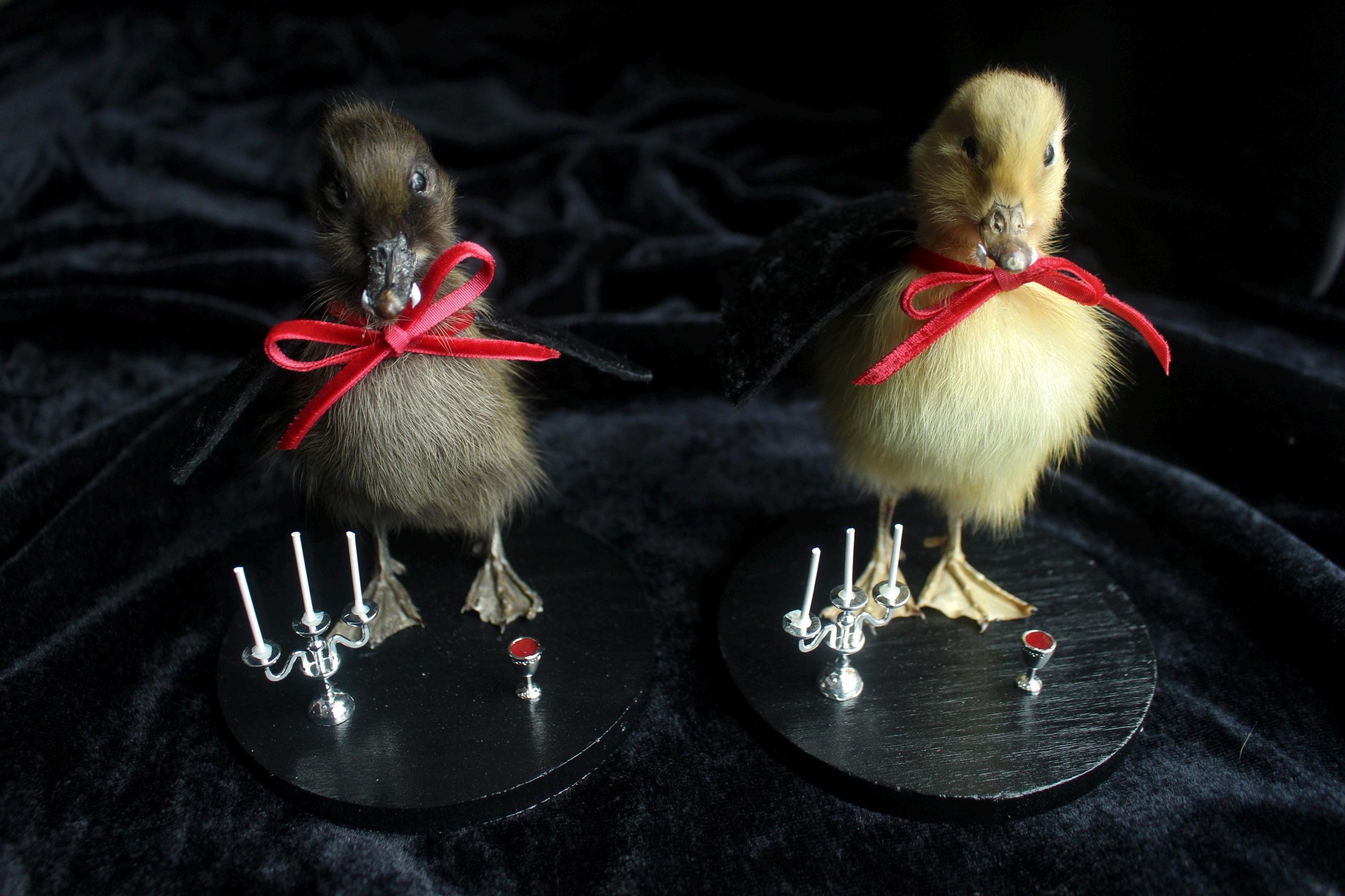 Vampire Ducklings // Taxidermy // Halloween