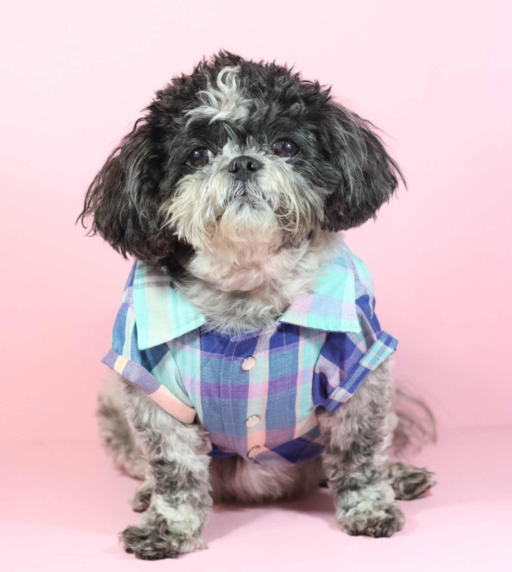 dog button down shirt