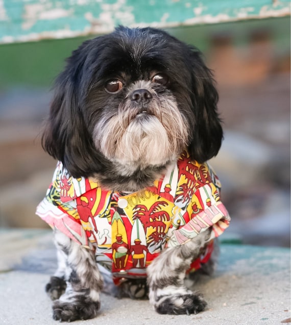 Image result for dogs in spring fashions