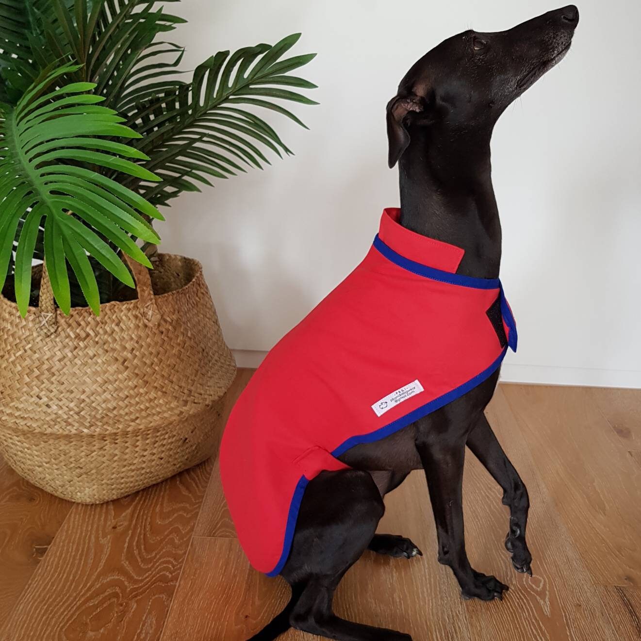 greyhound sun coat