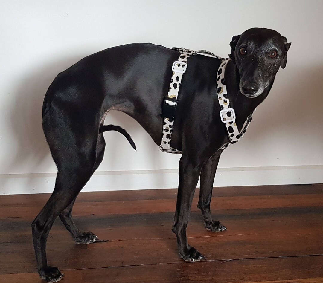 H Style Harness Dog Harness Greyhound Harness Whippet Etsy