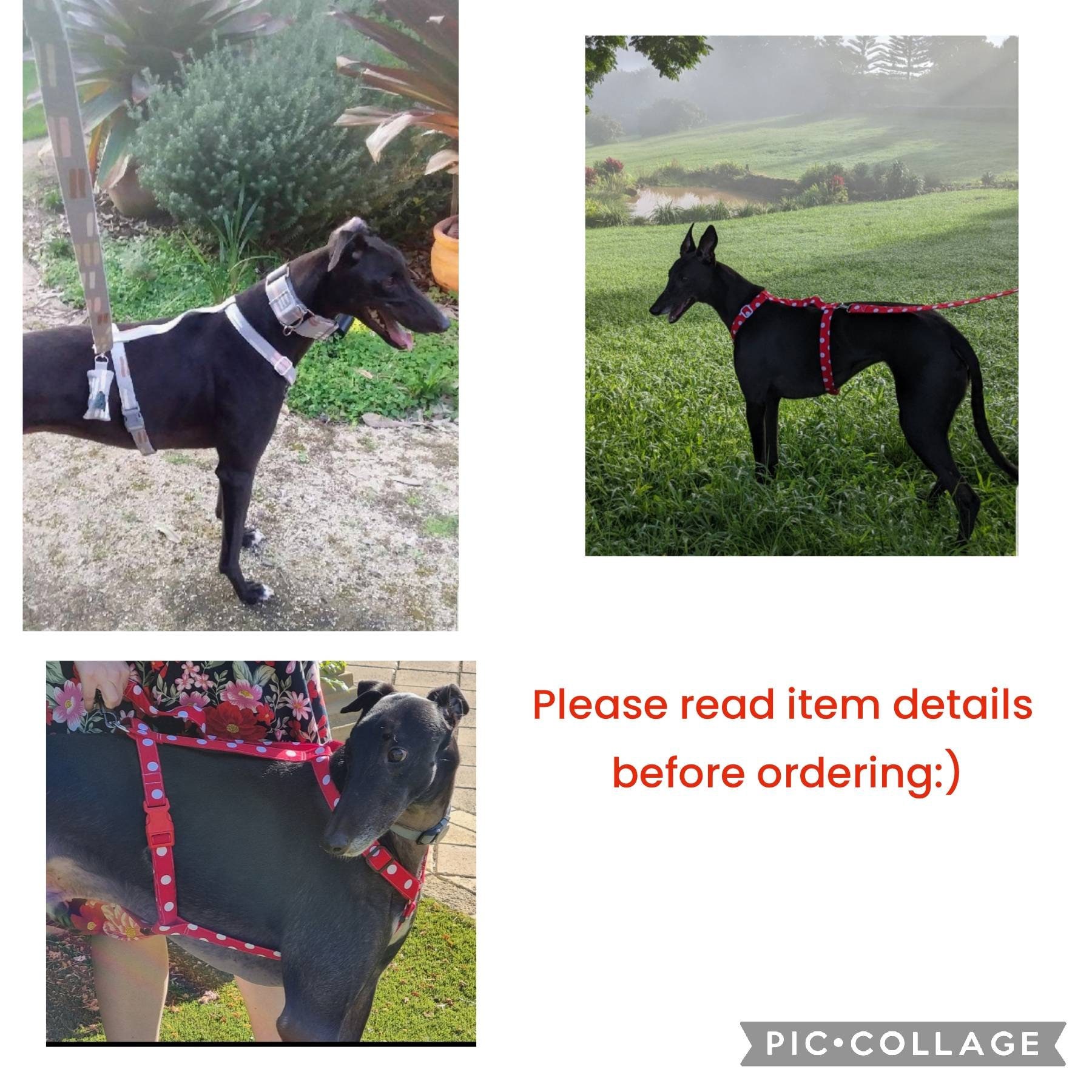 H Style Harness Dog Harness Greyhound Harness Whippet Etsy Australia