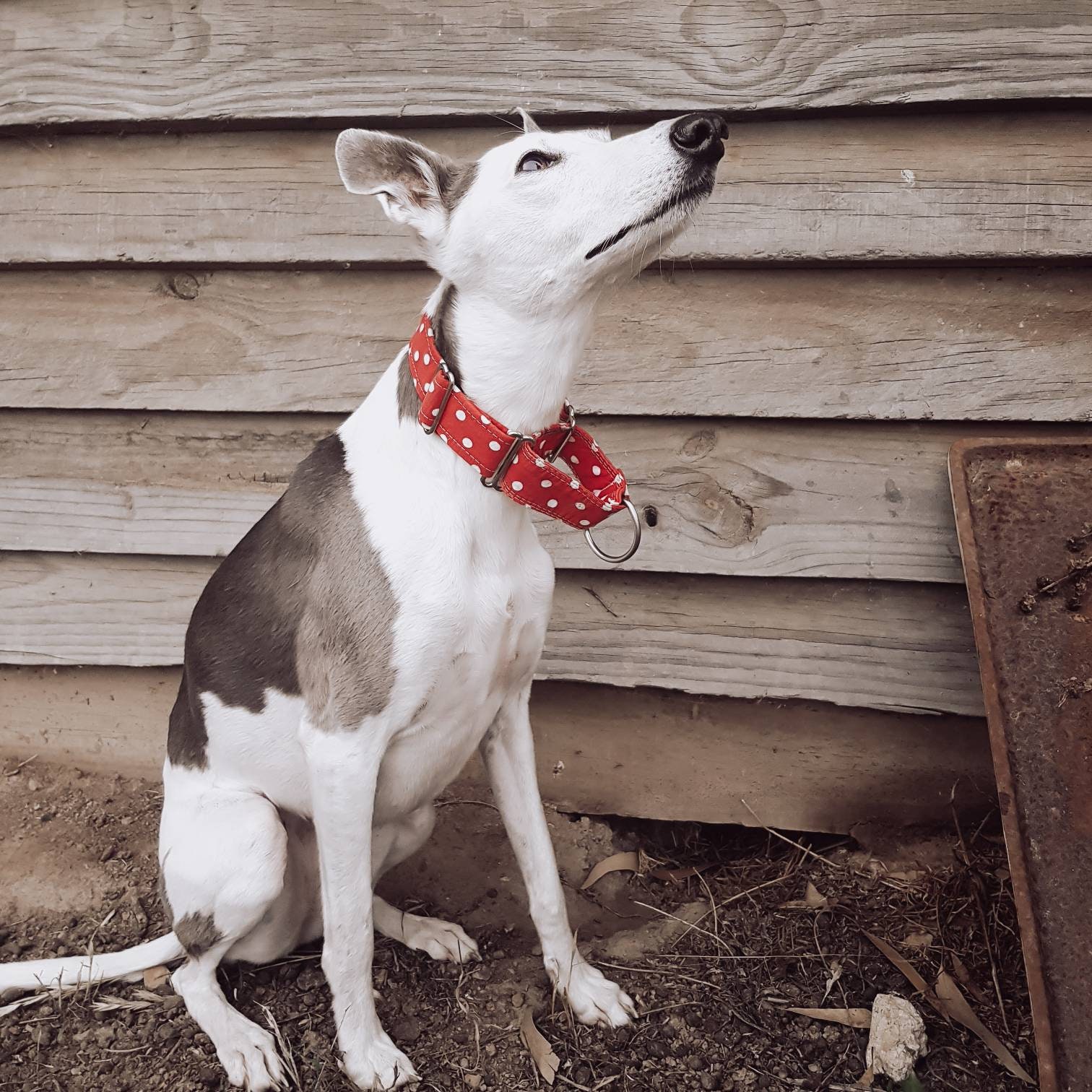 Martingale Collar Sighthound Collar Custom Dog Collar Etsy