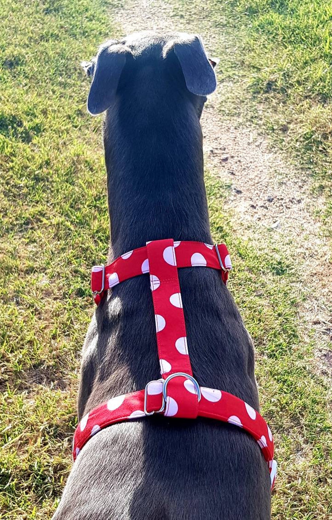 H Style Harness Dog Harness Greyhound Harness Whippet Etsy