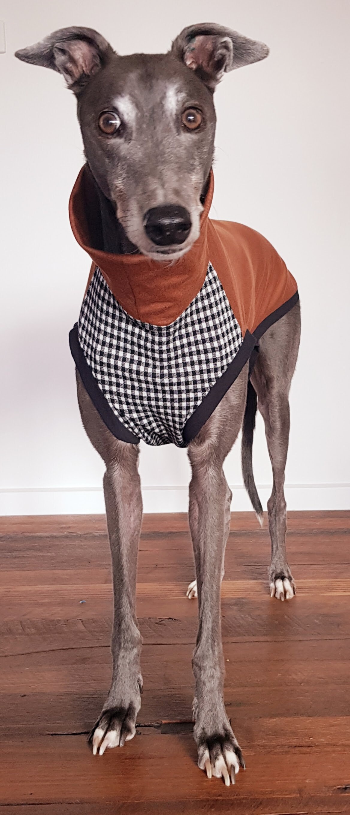 Whippet xmas jumper shop