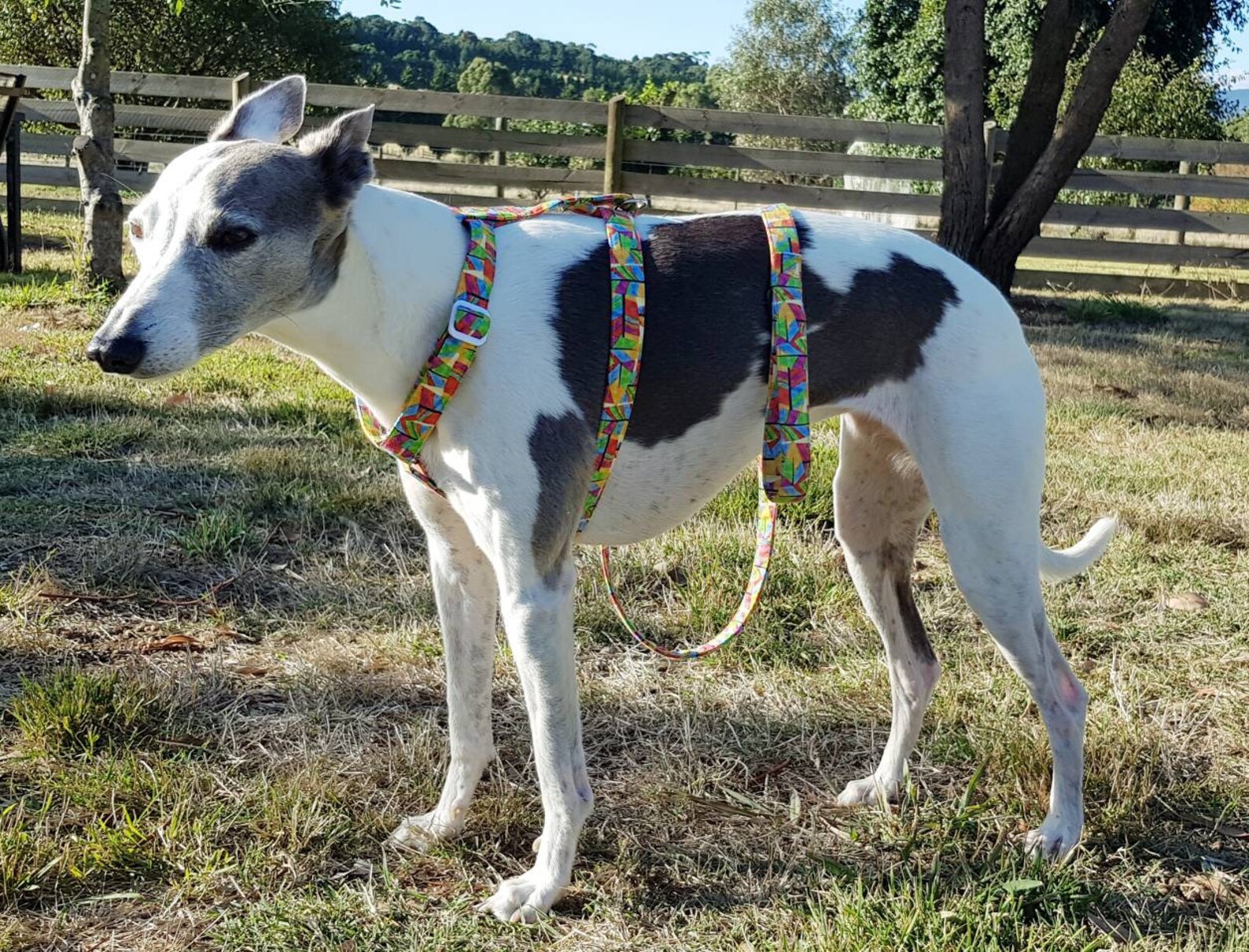 H Style Harness Dog Harness Greyhound Harness Whippet Etsy