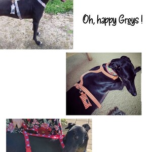 H Style Harness, Dog Harness, Greyhound Harness, Whippet Harness, Italian Greyhound Harness,Puppy Harness, Adjustable Dog Harness image 8