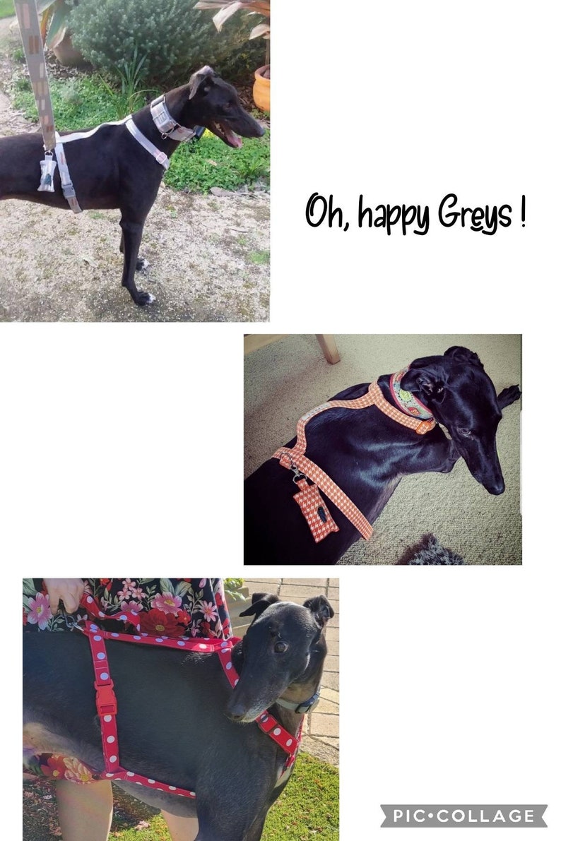 H Style Harness, Dog Harness, Greyhound Harness, Whippet Harness, Italian Greyhound Harness,Puppy Harness, Adjustable Dog Harness image 7