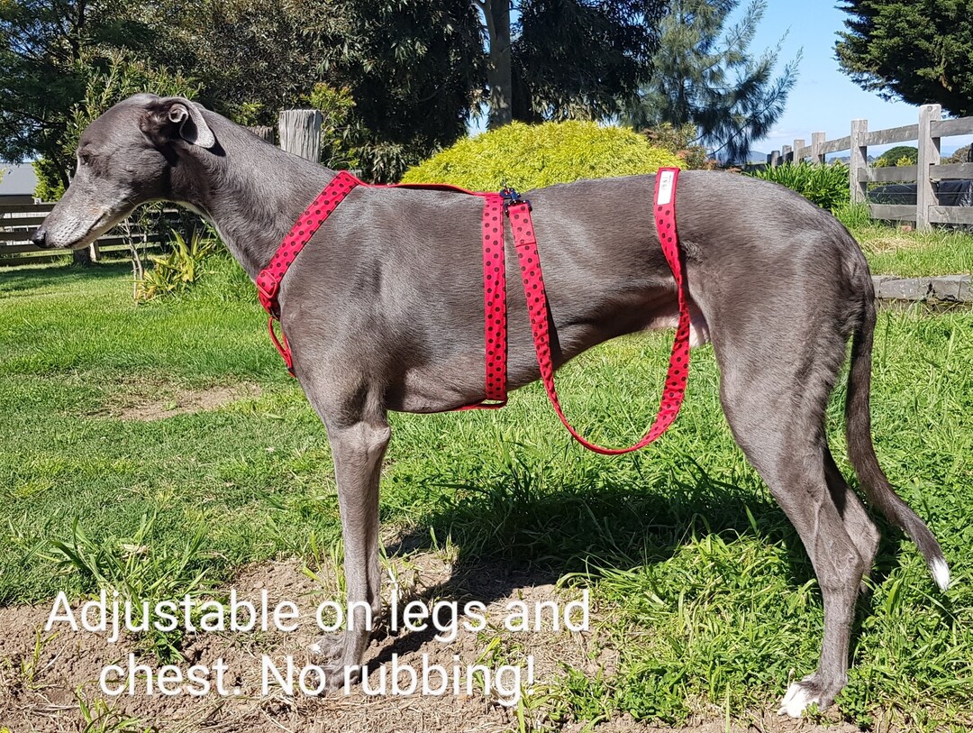 H Style Harness, Dog Harness, Greyhound Harness, Whippet Harness