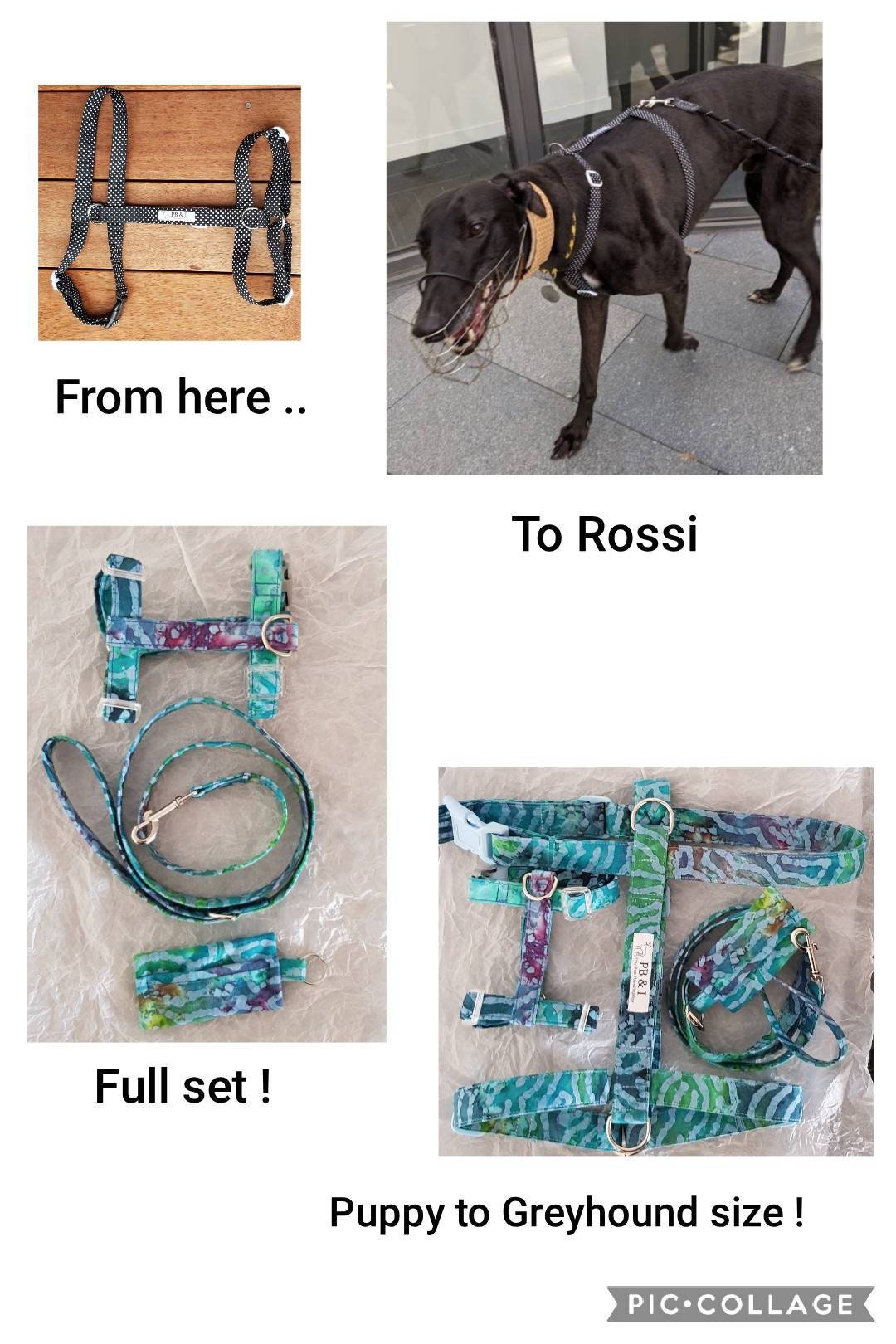 H Style Harness Dog Harness Greyhound Harness Whippet Etsy Australia