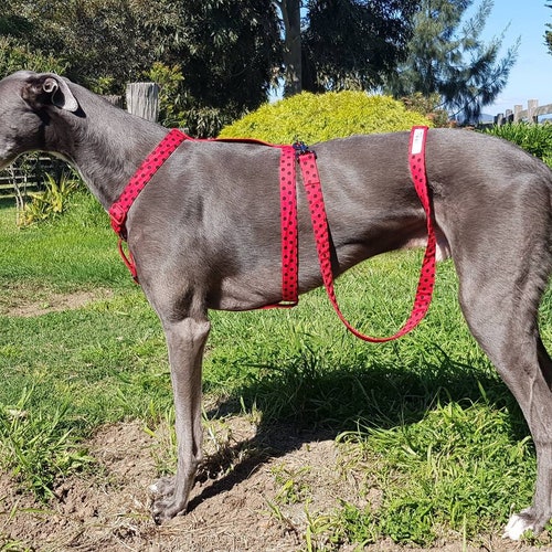 h harness dog