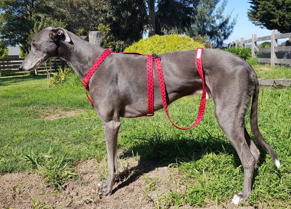 sighthound harness