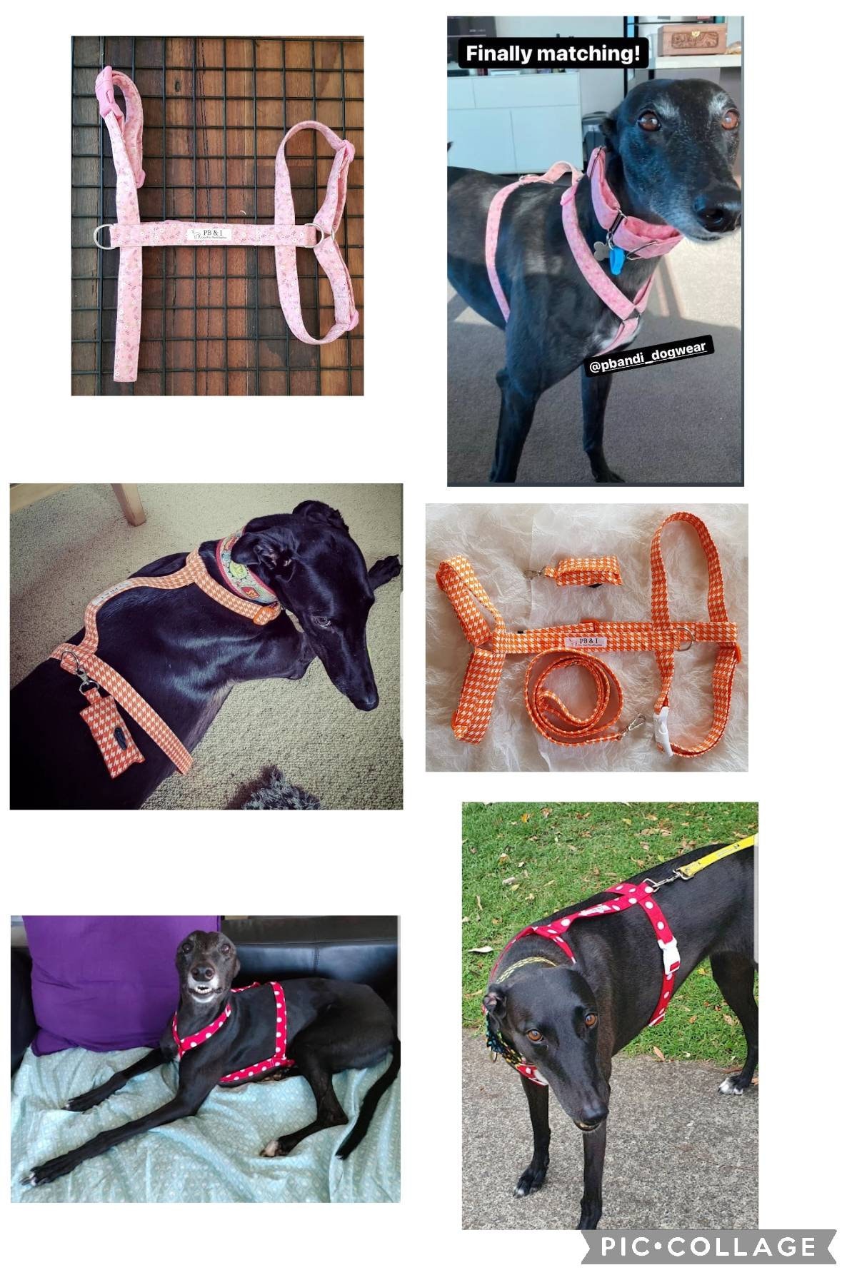 H Style Harness Dog Harness Greyhound Harness Whippet Etsy Australia
