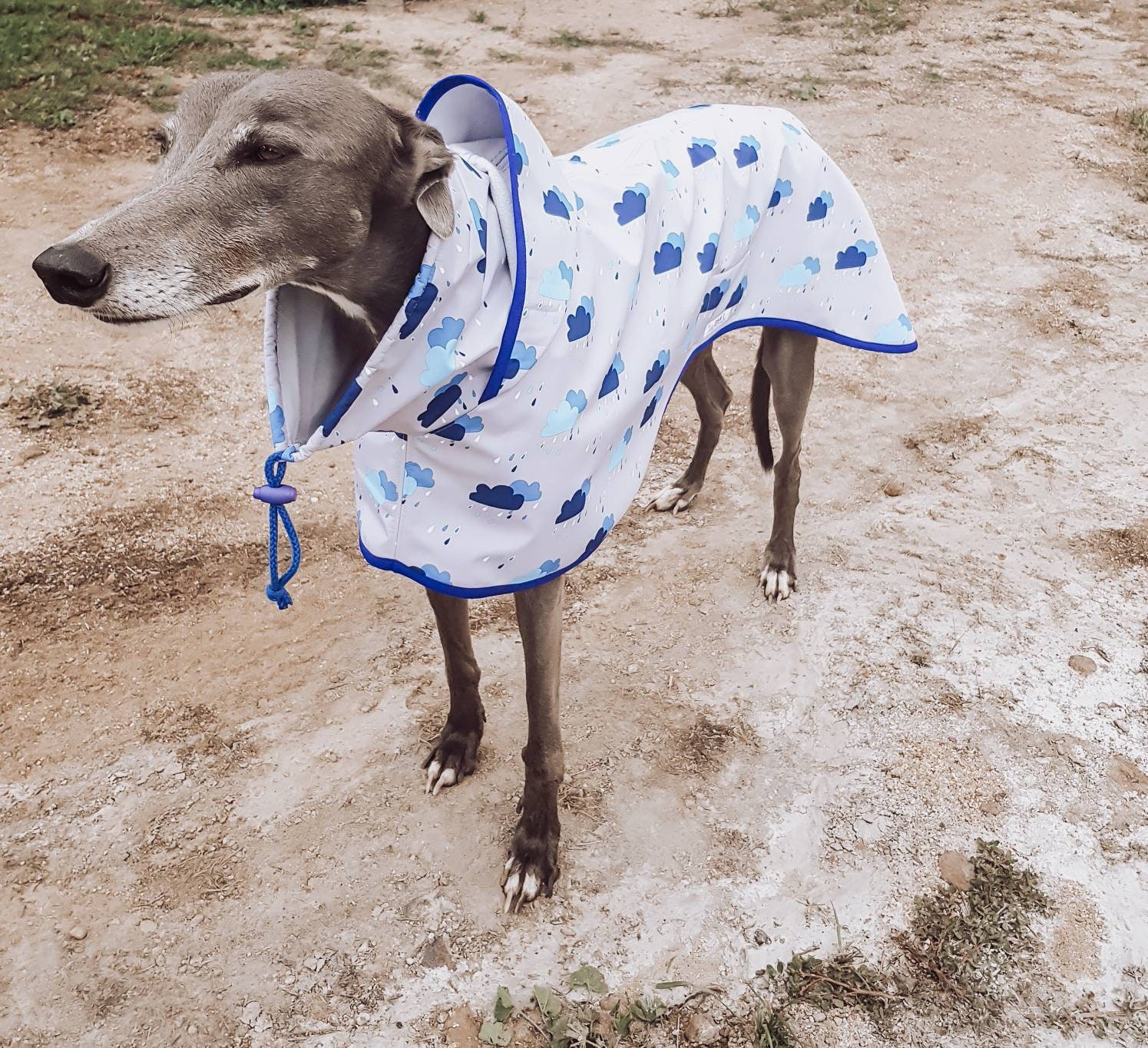 whippet rain jacket
