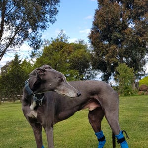 Greyhound Whippet Iggy Booties and Boots,GH Corn Booties and Boots,Antislip Dog Booties and Boot,Indoor Dog Booties & Boots