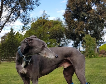 Greyhound Whippet Iggy Dog Booties and Boots,antislip Dog Booties