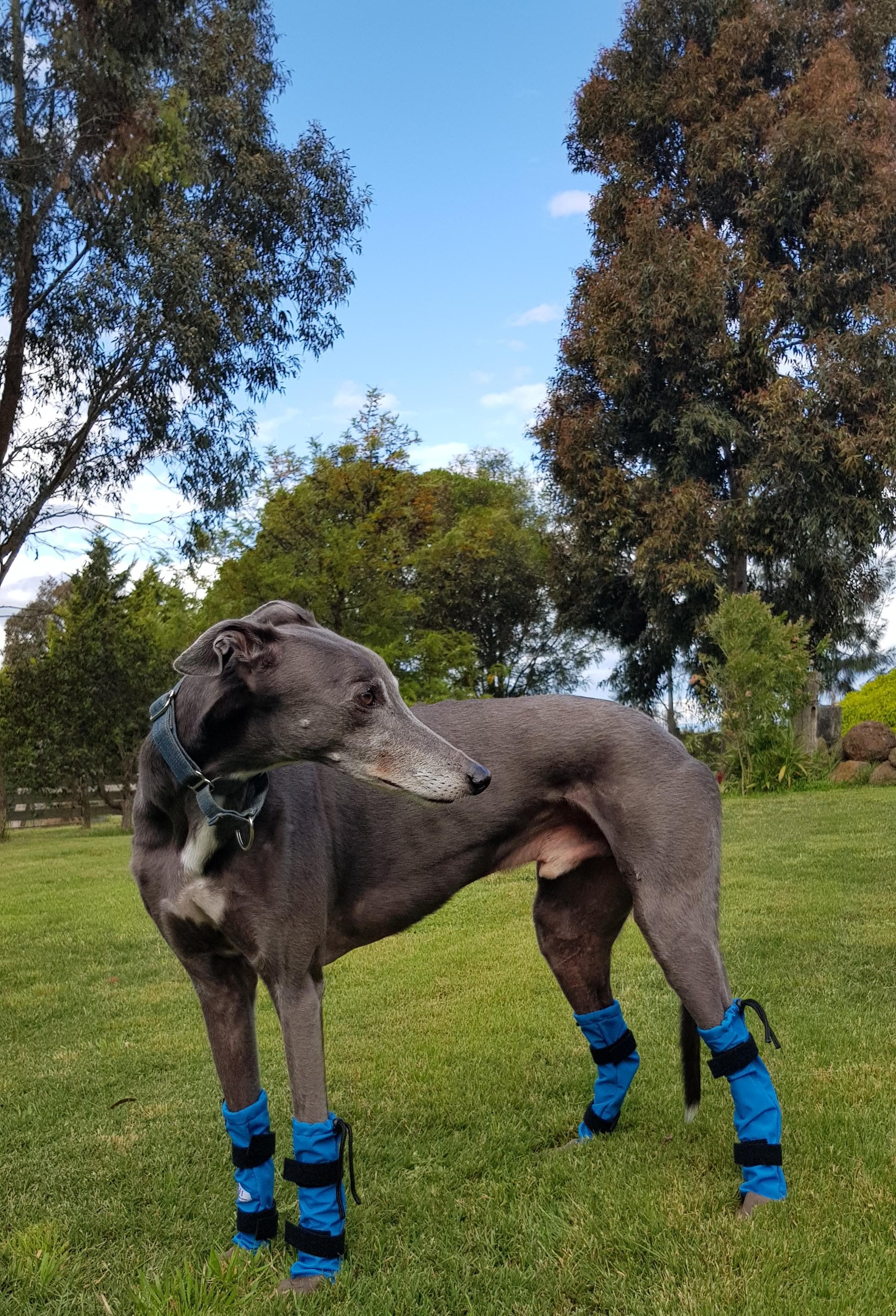Dog Shoes Booties For Greyhounds Hunnyboots Splish Splash (fleece