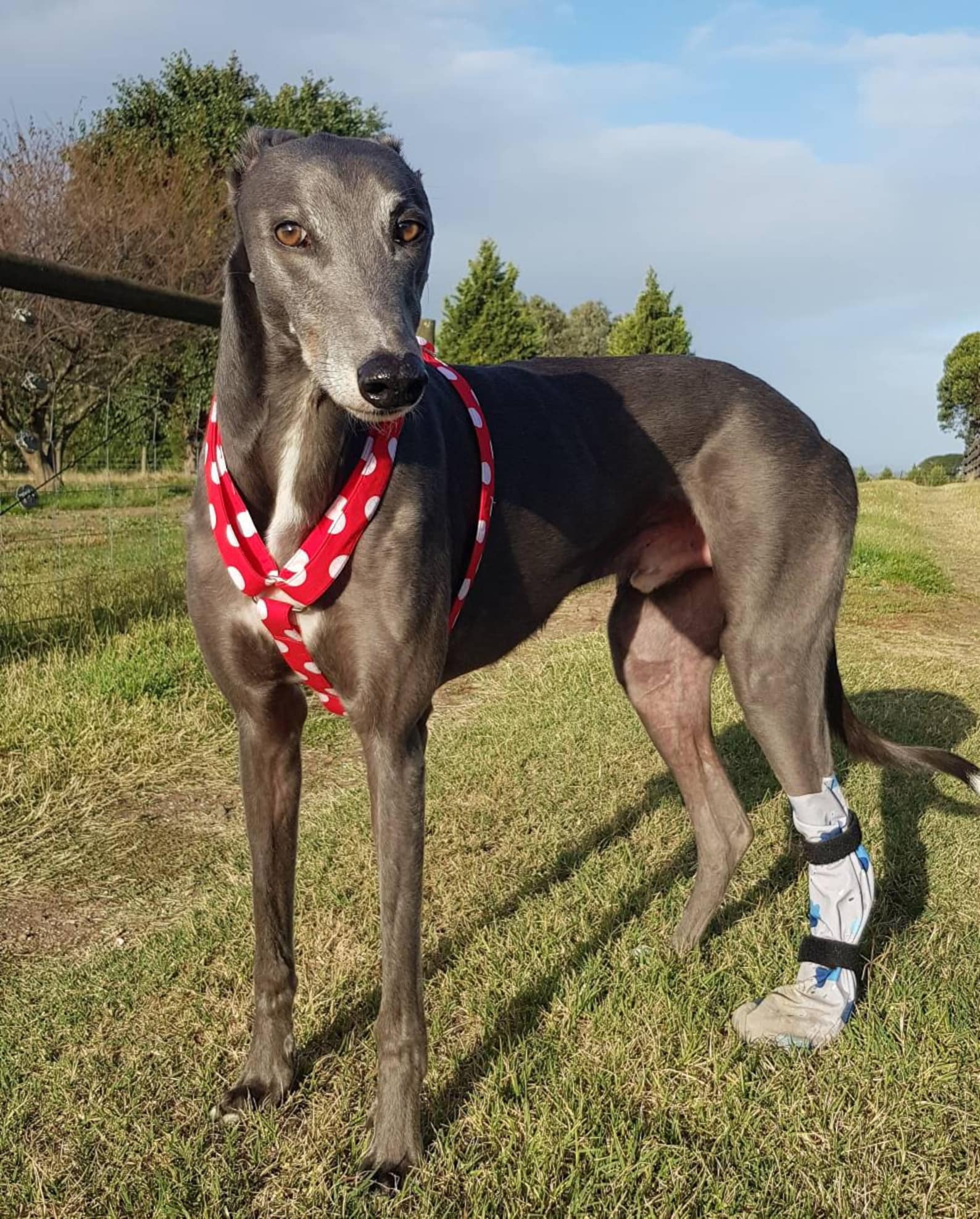 Where To Get A Greyhound Harness In Australia (4+ Recommendations)