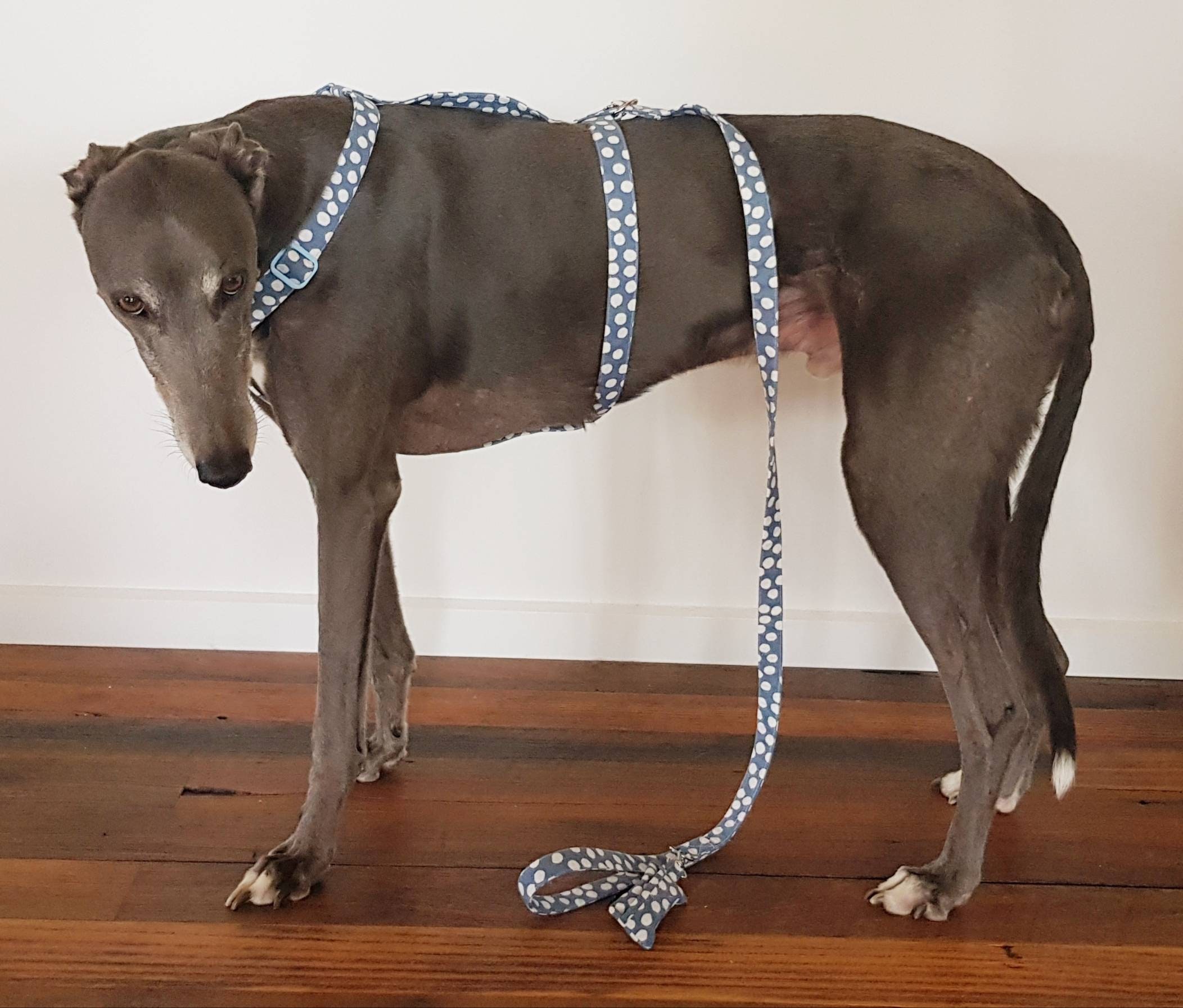 H Style Harness Dog Harness Greyhound Harness Whippet Etsy UK