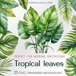 Tropic  leaves illustration, Watercolor floral jungle greens,  monstera branch, Exotic tree PNG, Commercial Use