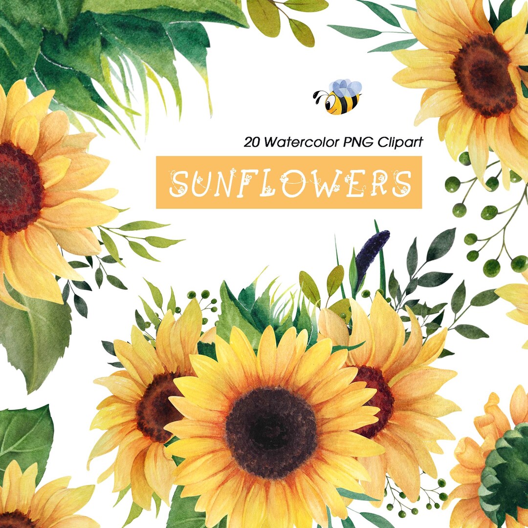 Watercolor Sunflower Clipart, 12 PNG Floral Elements, Sunflowers and ...