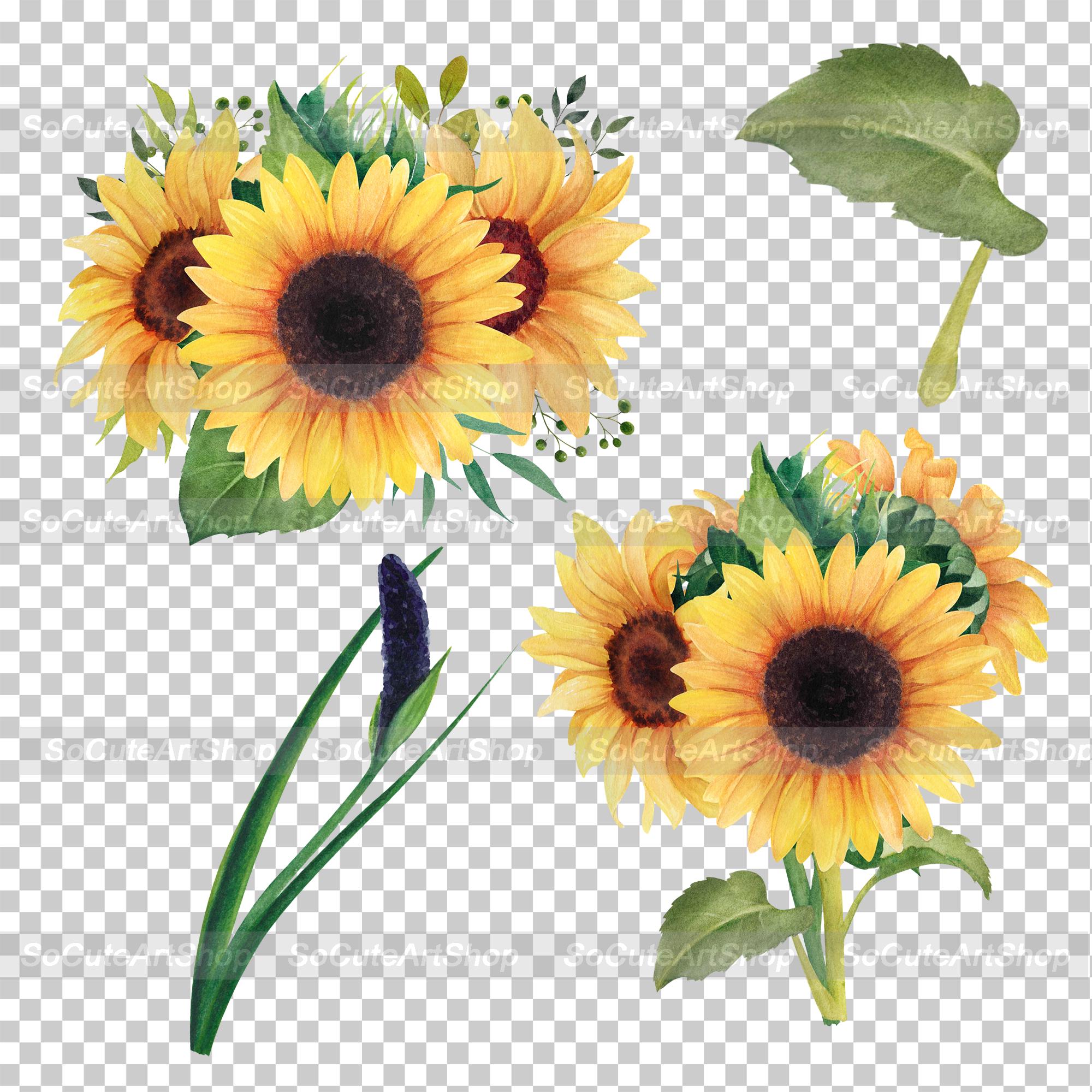 Watercolor Sunflower Clipart, 12 PNG Floral Elements, Sunflowers and ...